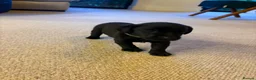 Labrador Retriever dogs for sale: The Loveliest Little Black Lab Boy  - Advert 1