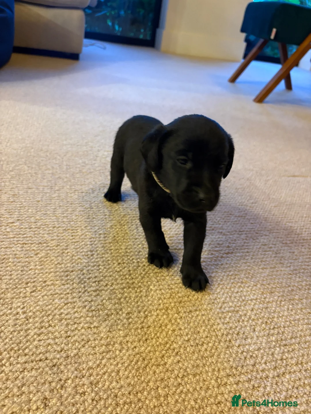 Labrador Retriever dogs for sale: The Loveliest Little Black Lab Boy  - Advert 1