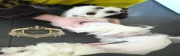 Maltese dogs for stud: 👑Exquisite KC Korean Maltese Stud DNA Clear👑 - Advert 11