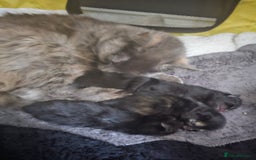 Mixed Breed cats for sale: Mixed breed kittens  - Image 10