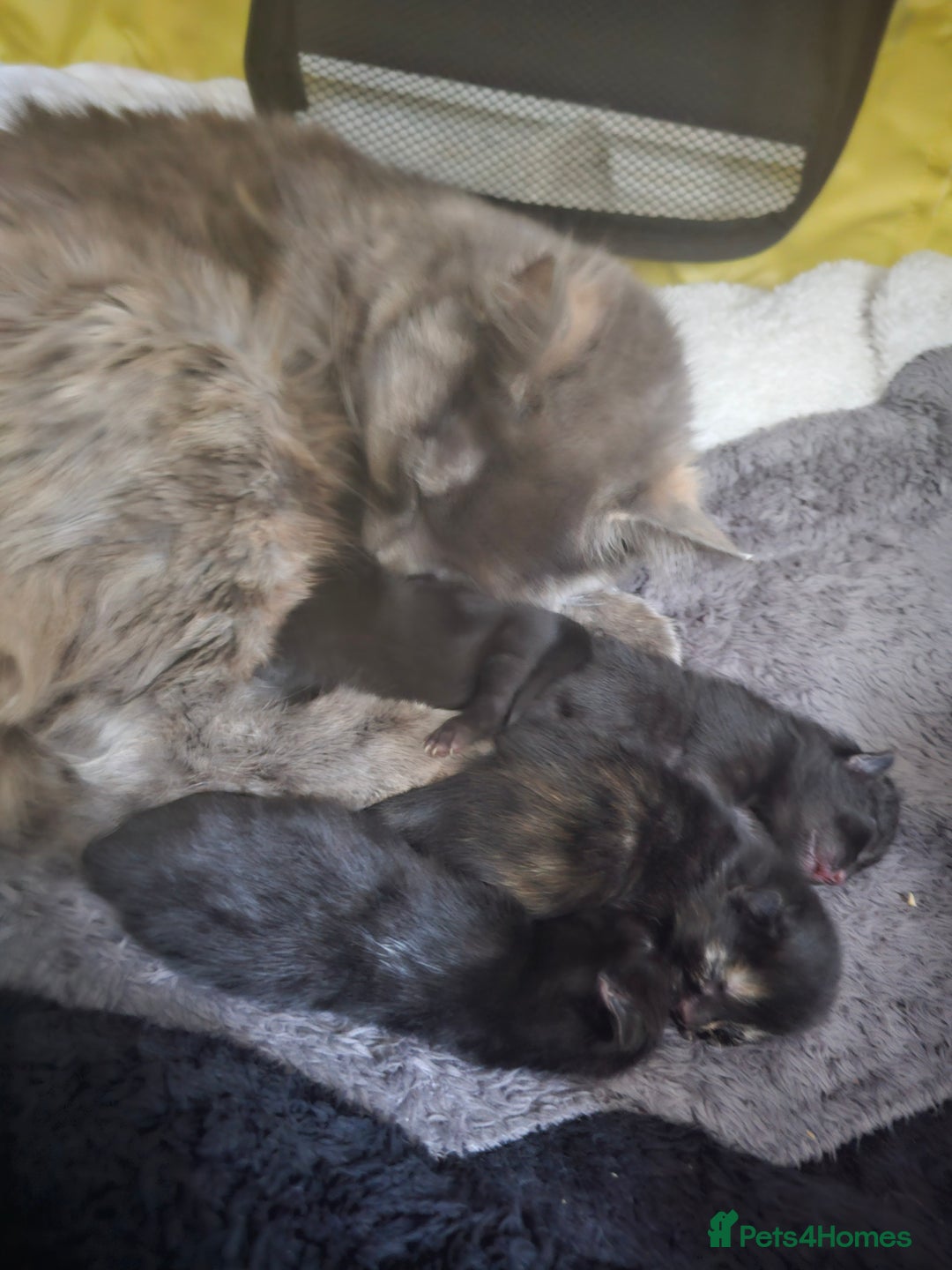 Mixed Breed cats for sale: Mixed breed kittens  - Image 10