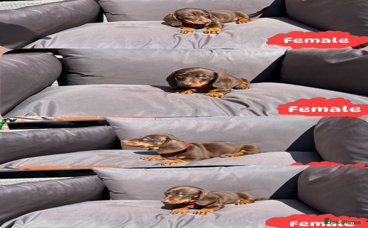 Miniature Dachshund dogs - Advert 10