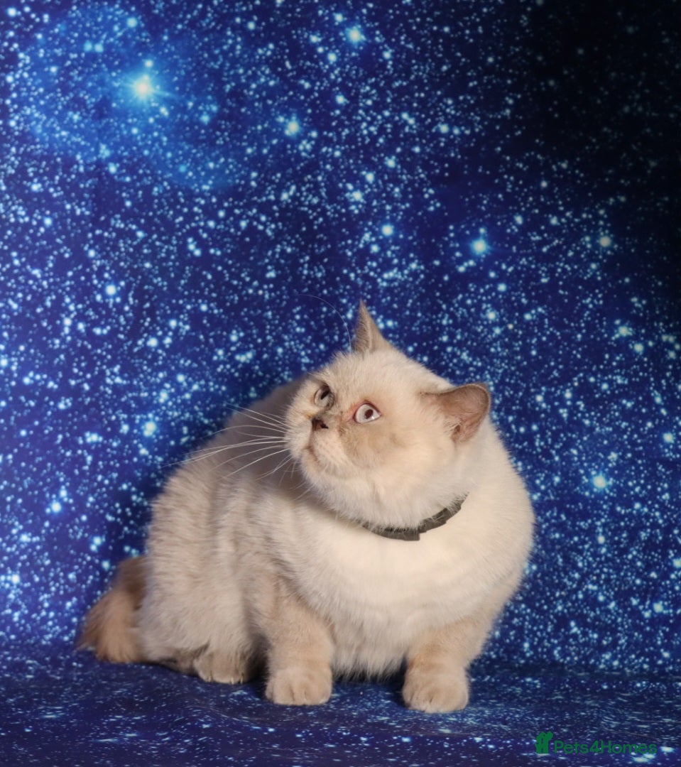 British Shorthair cats Chocolate colour point retired British Shorthair  - Advert 1