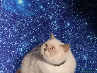 British Shorthair cats Chocolate colour point retired British Shorthair - Advert 1