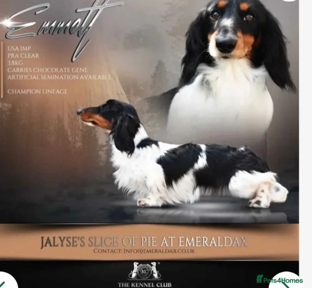 Miniature Dachshund dogs for sale: Beautiful KC reg Piebald Dachshunds - Advert 8