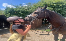 Welsh Section D horses for sale: Welsh section D gelding STAR for sale bay 13.2h - Image 1