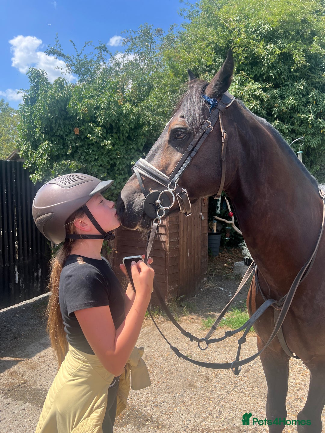 Welsh Section D horses for sale: Welsh section D gelding STAR for sale bay 13.2h - Image 1