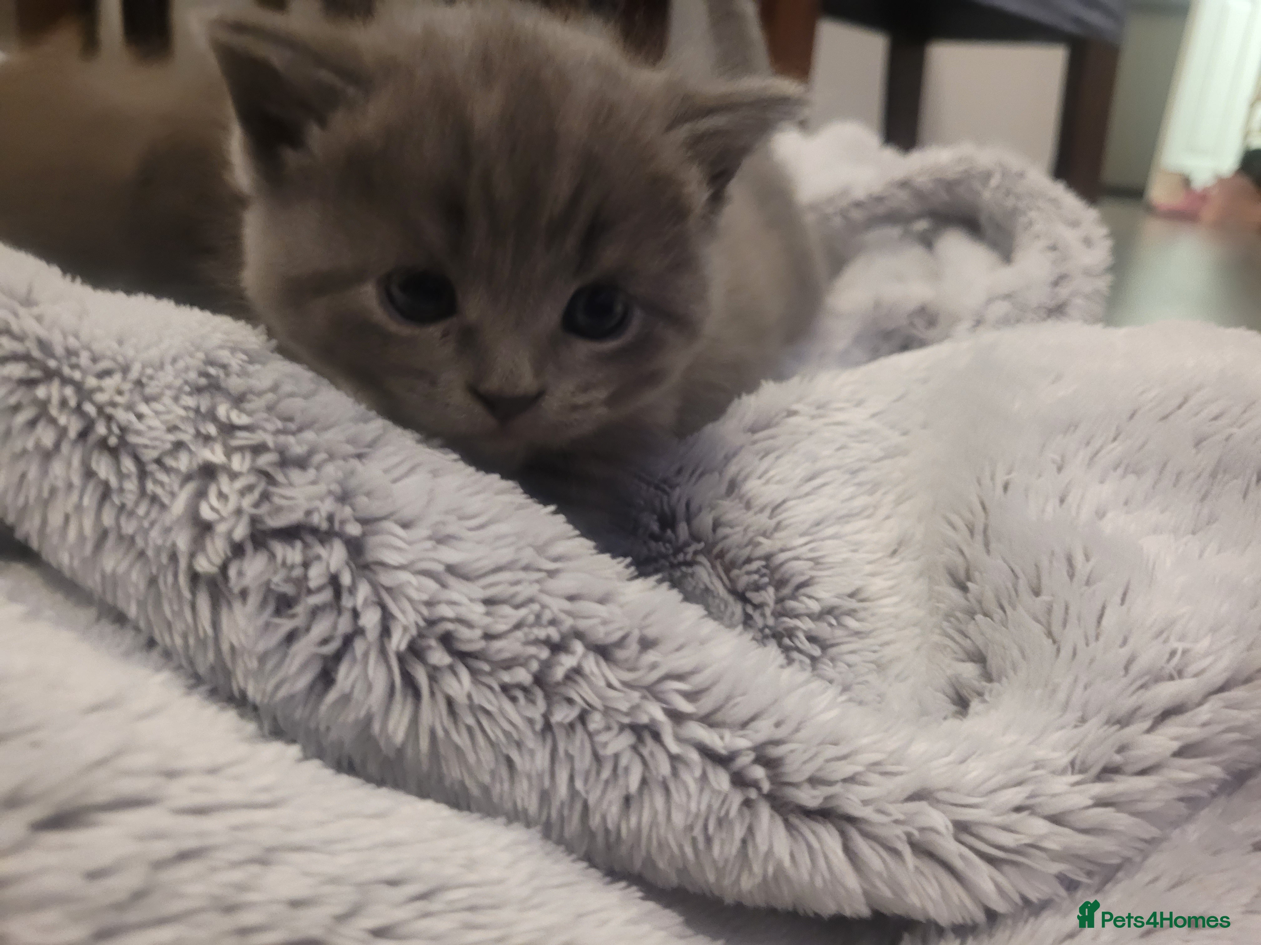 British Shorthair cats BSH kittens  - Advert 1