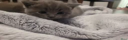 British Shorthair cats for sale: BSH kittens  - Advert 1
