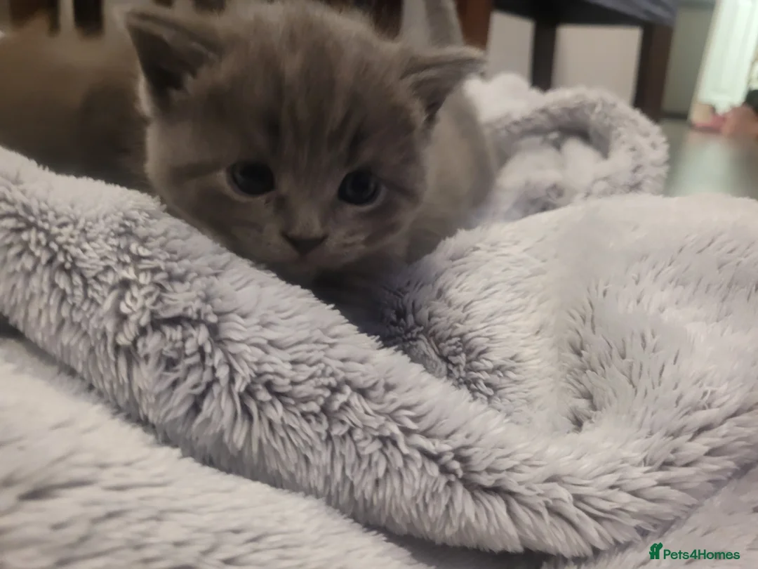 British Shorthair cats for sale: BSH kittens  - Advert 1