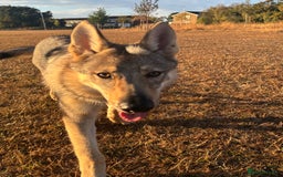 Saarloos Wolfdog dogs for sale: Noodle - Image 1