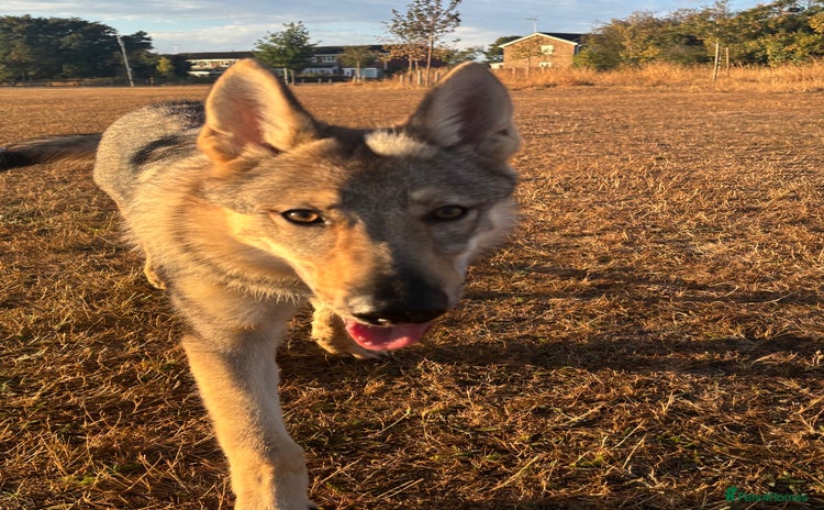 Saarloos Wolfdog dogs - Advert 3