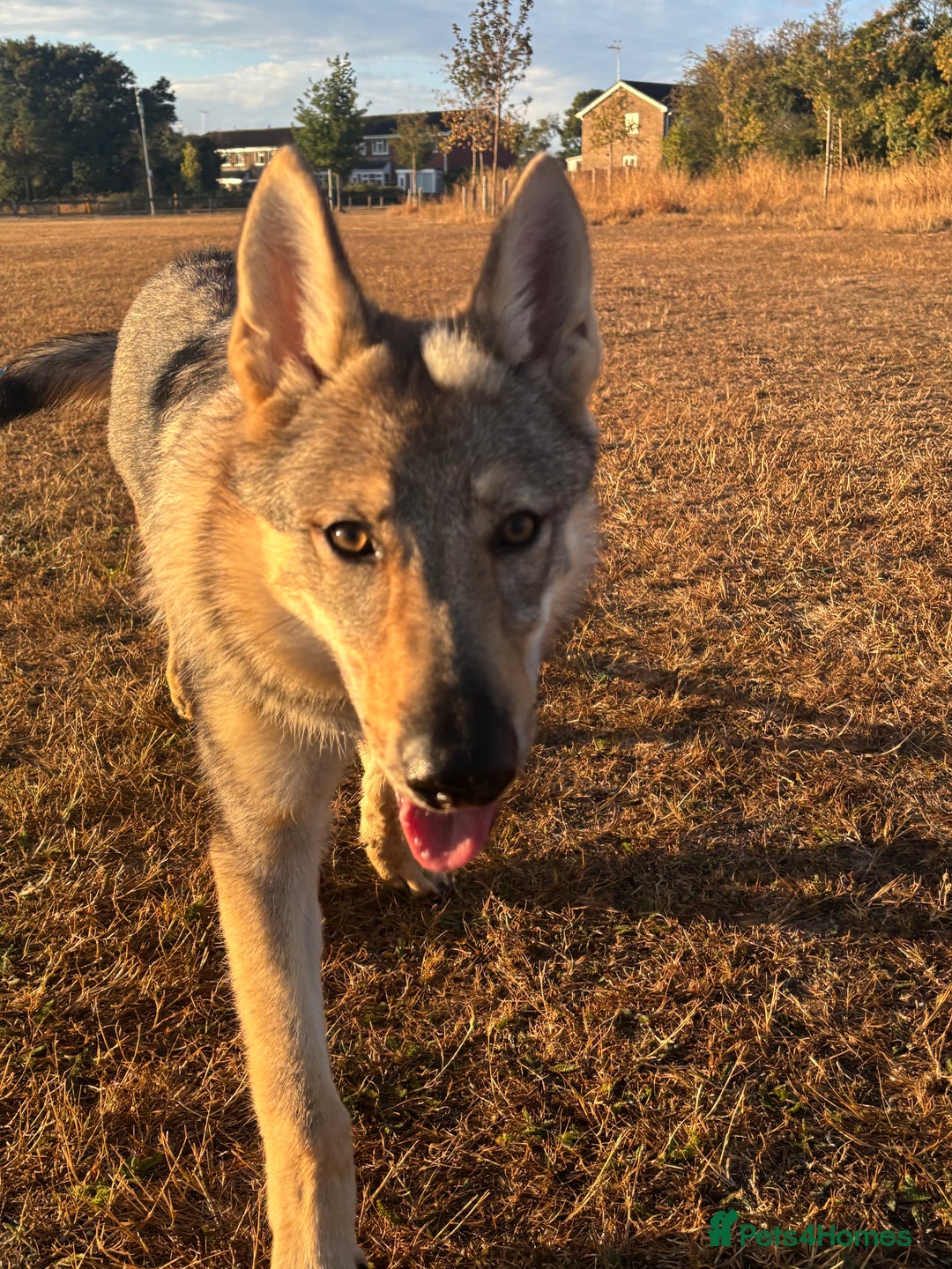 Saarloos Wolfdog dogs for sale: Noodle - Image 1
