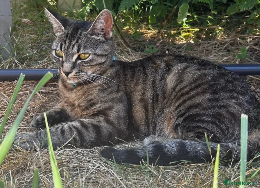 Mixed Breed cats for sale: 🎃Loving🏡Wanted for Our Little Halloween Babies🐾 - Advert 1
