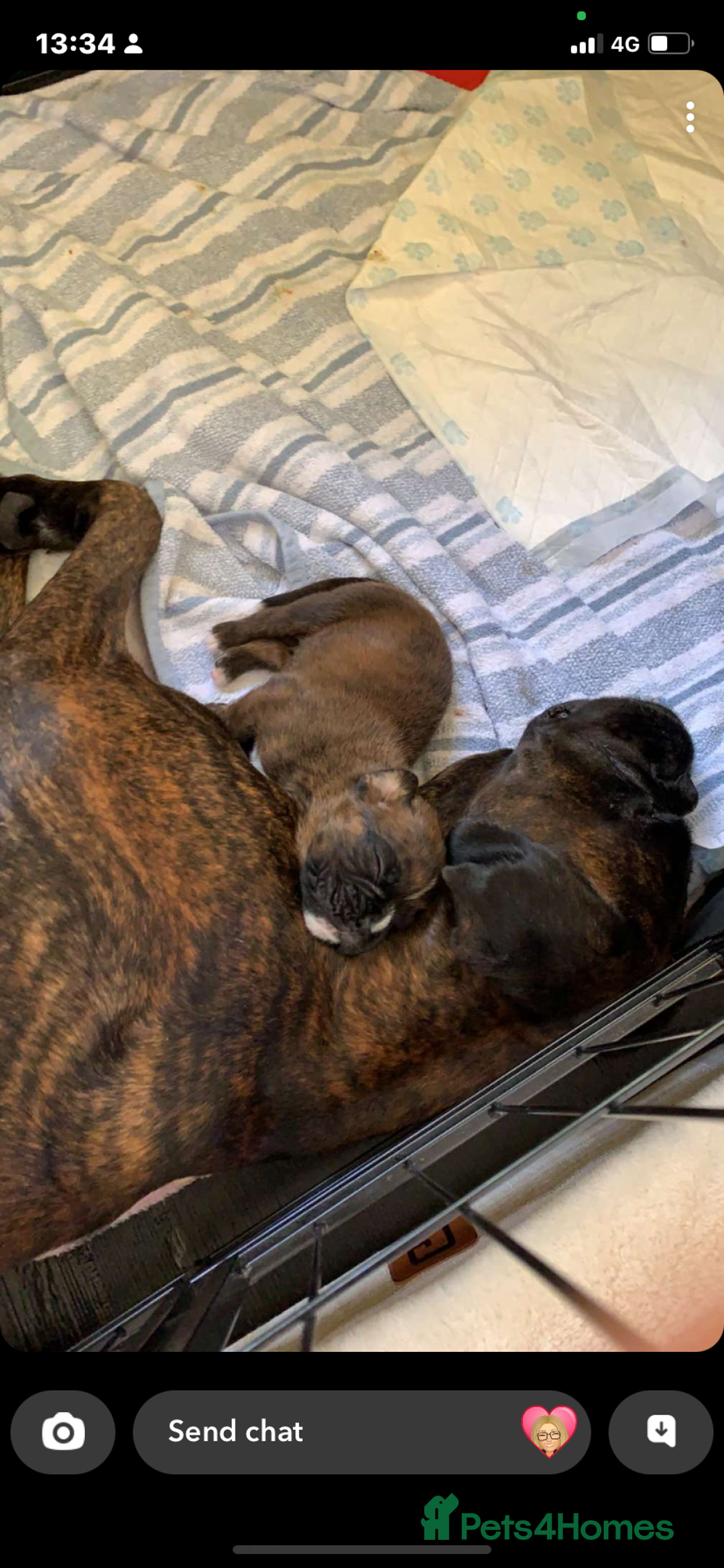 Boxer dogs for sale: Boxer  - Image 11
