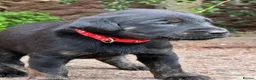 Labrador Retriever dogs for sale: Want something different? Black and Tan Labrador  in Bridgwater - Advert 1