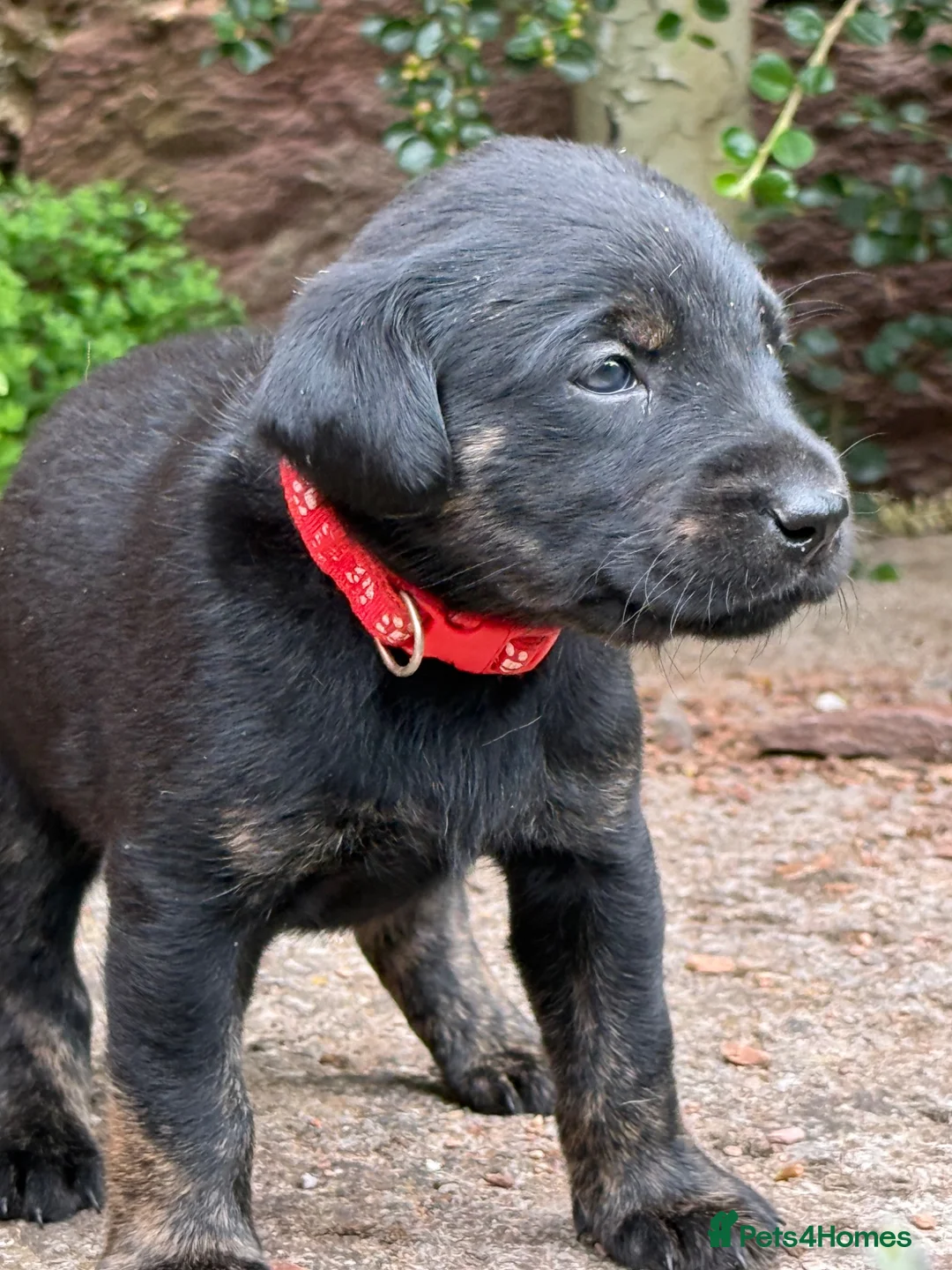 Labrador Retriever dogs for sale: Want something different? Black and Tan Labrador  in Bridgwater - Advert 1