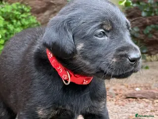 Labrador Retriever dogs Want something different? Black and Tan Labrador - Advert 1