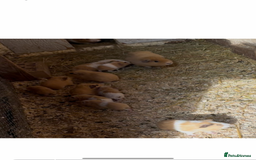 Mixed Breed reptiles for sale: Guinea pigs boys and girls £10 each  - Image 1