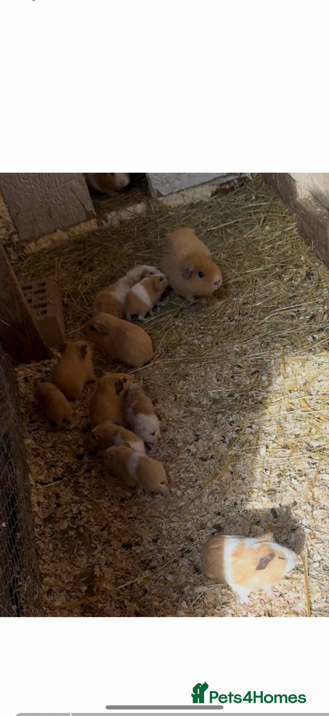 Mixed Breed reptiles for sale: Guinea pigs boys and girls £10 each  - Image 1