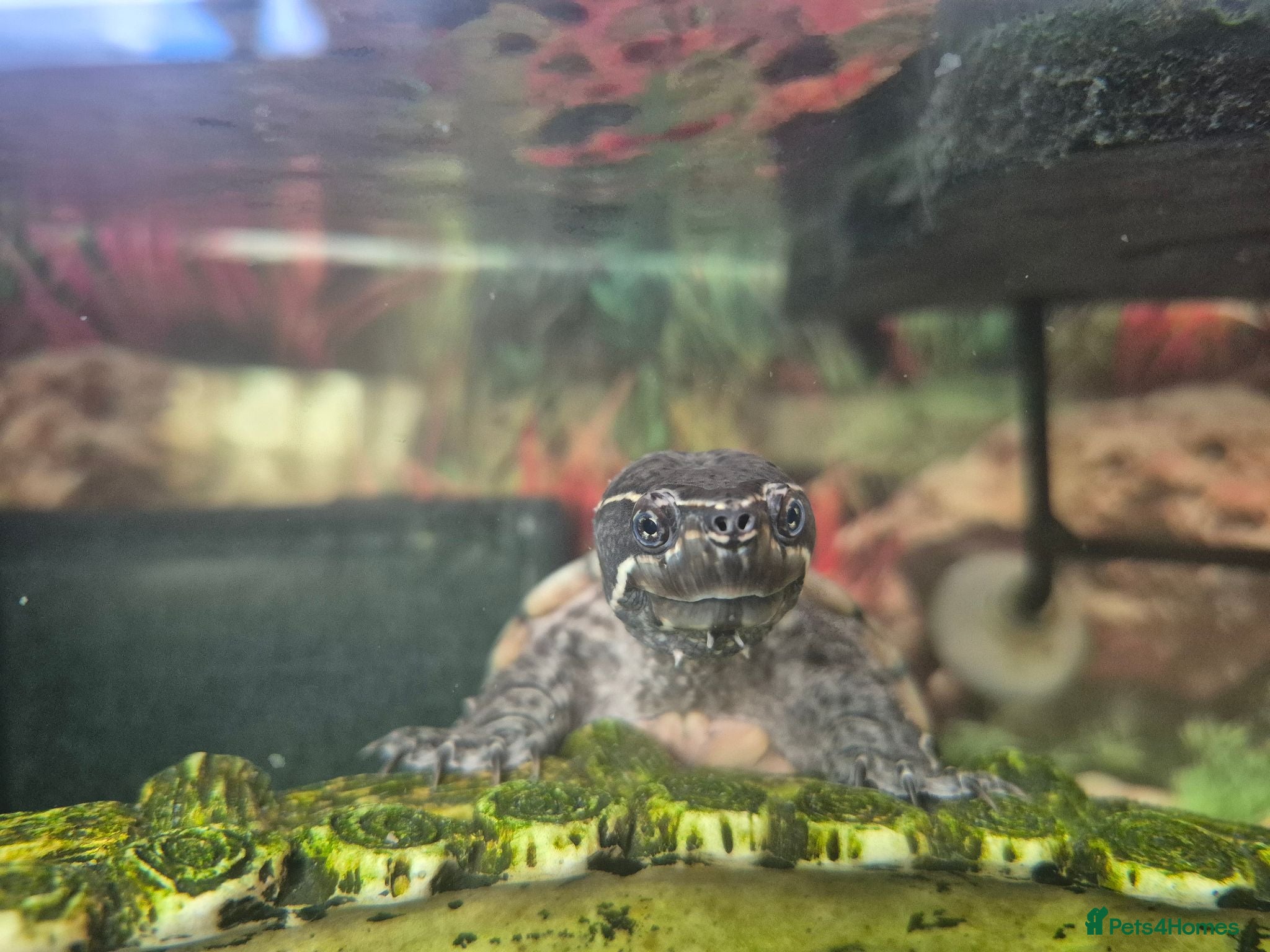 Turtle reptiles 3 x Black musk turtles - Advert 2