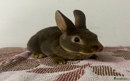 Rex rabbits for sale: Stunning mini Rex babies - Image 1