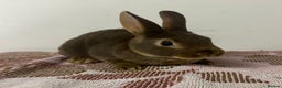 Rex rabbits for sale: Stunning mini Rex babies - Advert 2