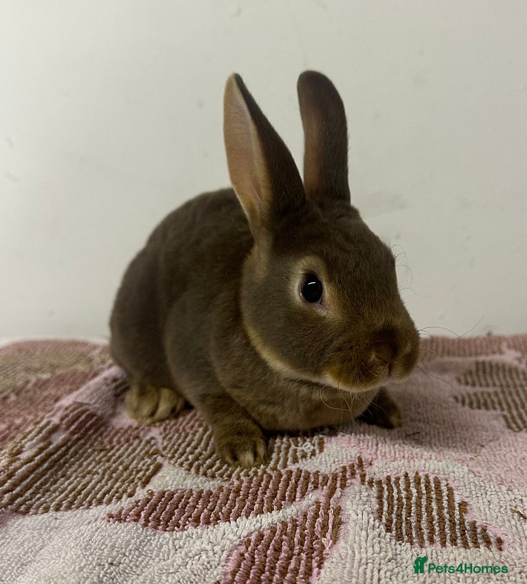 Rex rabbits for sale: Stunning mini Rex babies - Image 1
