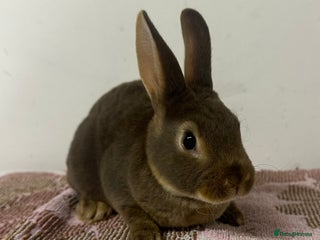 Rex rabbits - Advert 16