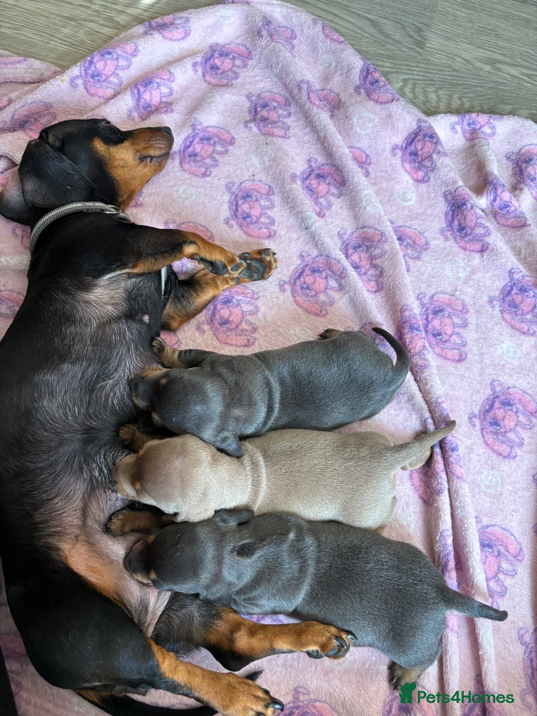 Dachshund dogs for sale: Mini dachshund puppies   - Advert 10