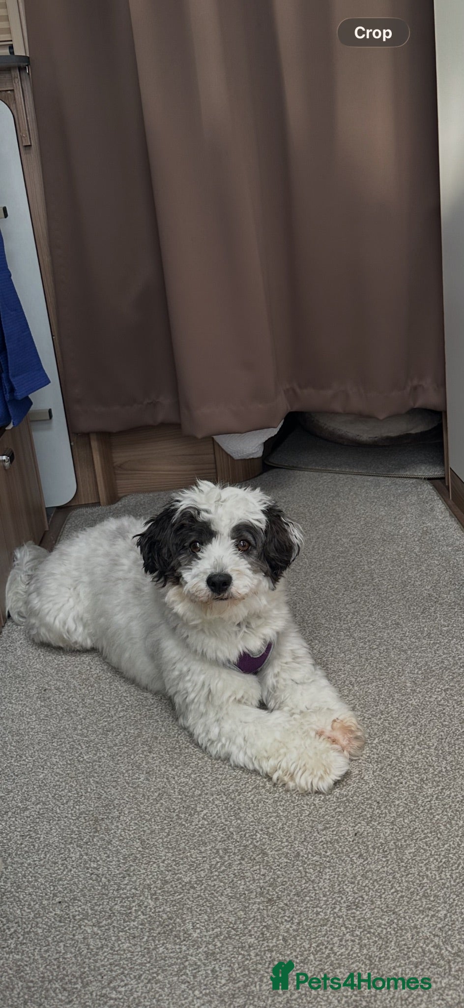 Mixed Breed dogs Mr Cookie - Advert 2