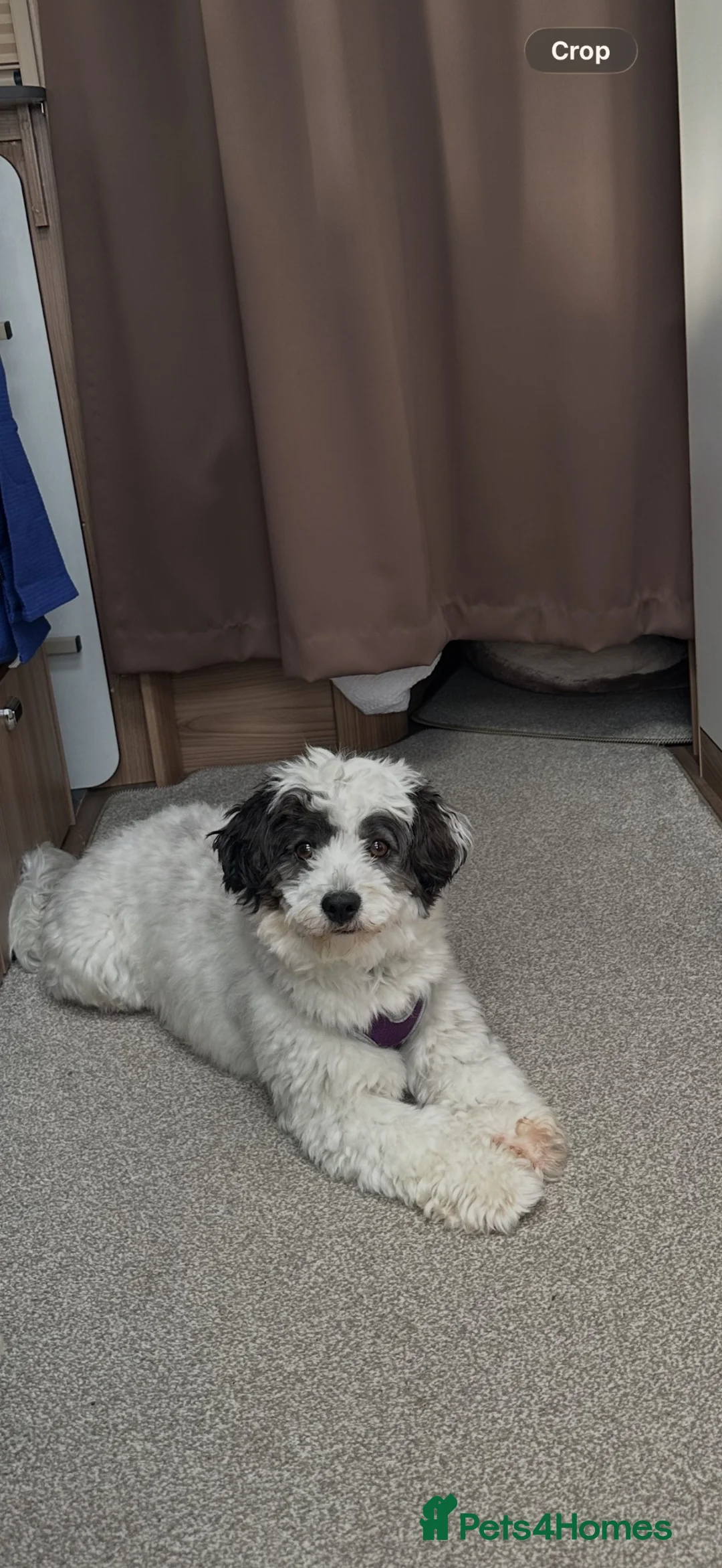 Mixed Breed dogs for sale: Mr Cookie - Advert 1