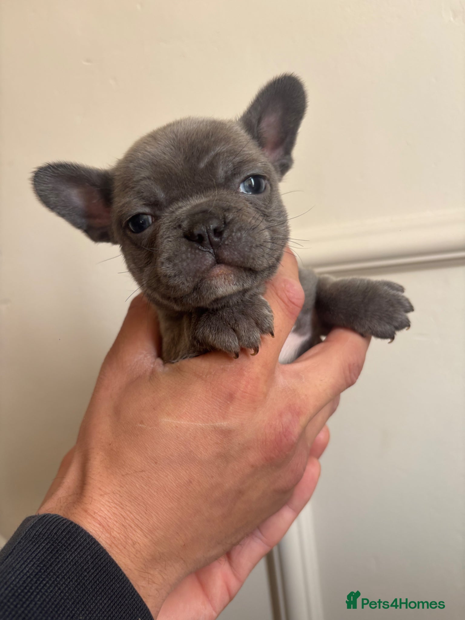 French Bulldog dogs Adorable French bulldog puppies - Advert 1