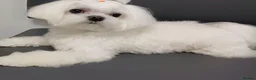 Maltipoo dogs for sale:  Beautiful Toy Maltipoo Girl F1 - Advert 1