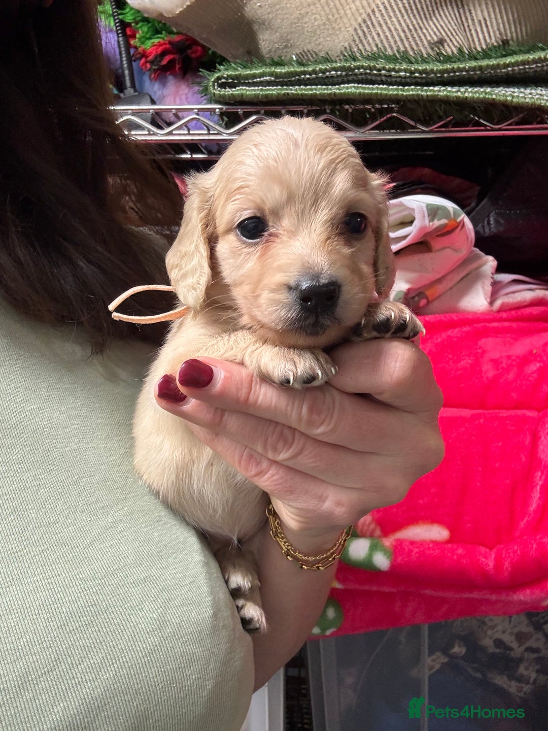 Miniature Dachshund dogs for sale: Miniature Dachshunds longhaired puppies - Advert 18