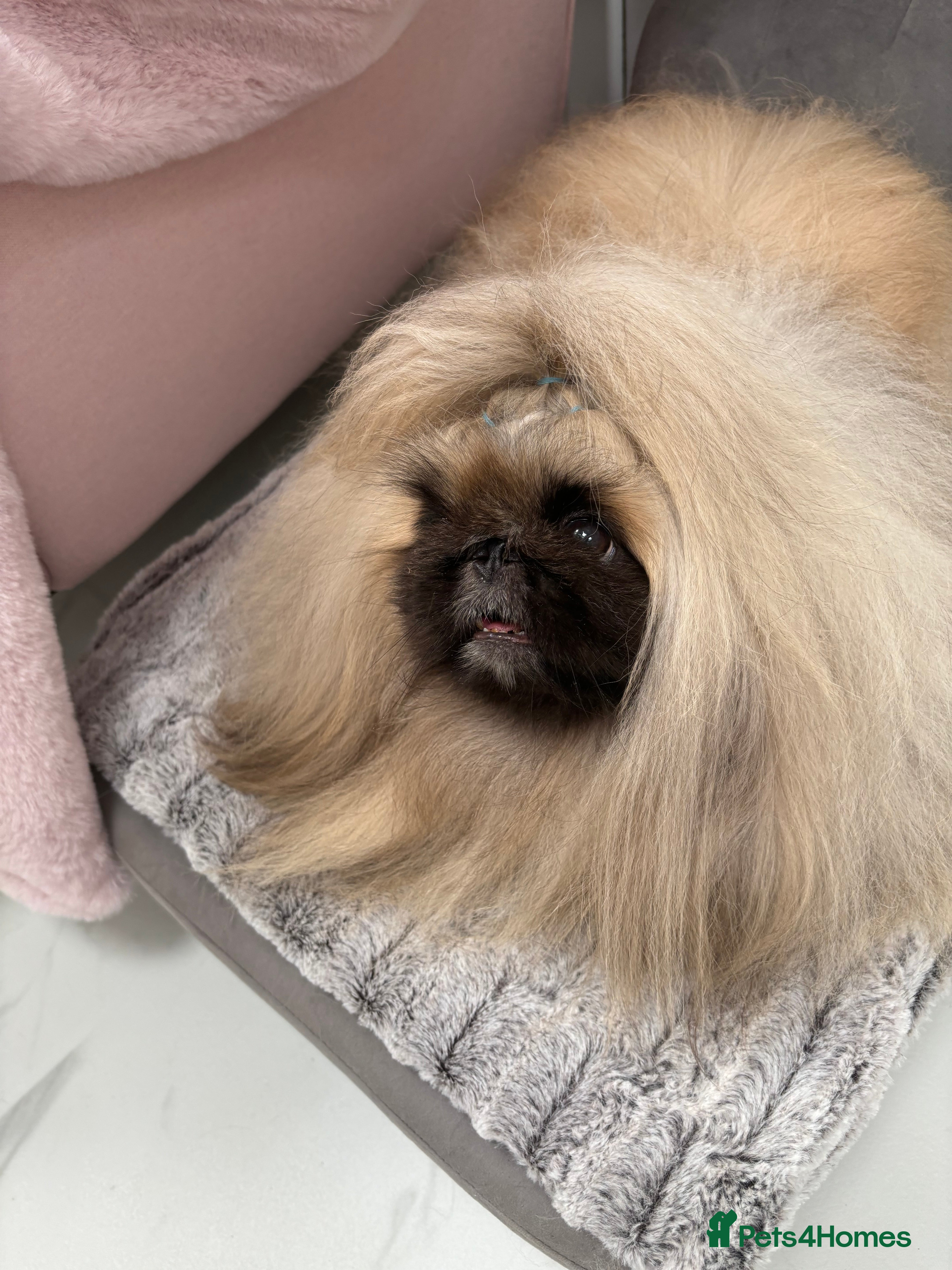Pekingese dogs Kc registered Pekingese for stud duties in Truro - Advert 8