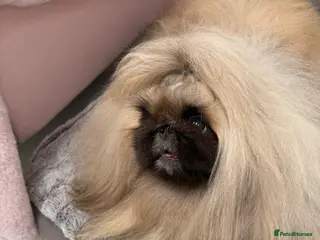 Pekingese dogs Kc registered Pekingese for stud duties in Truro - Advert 8