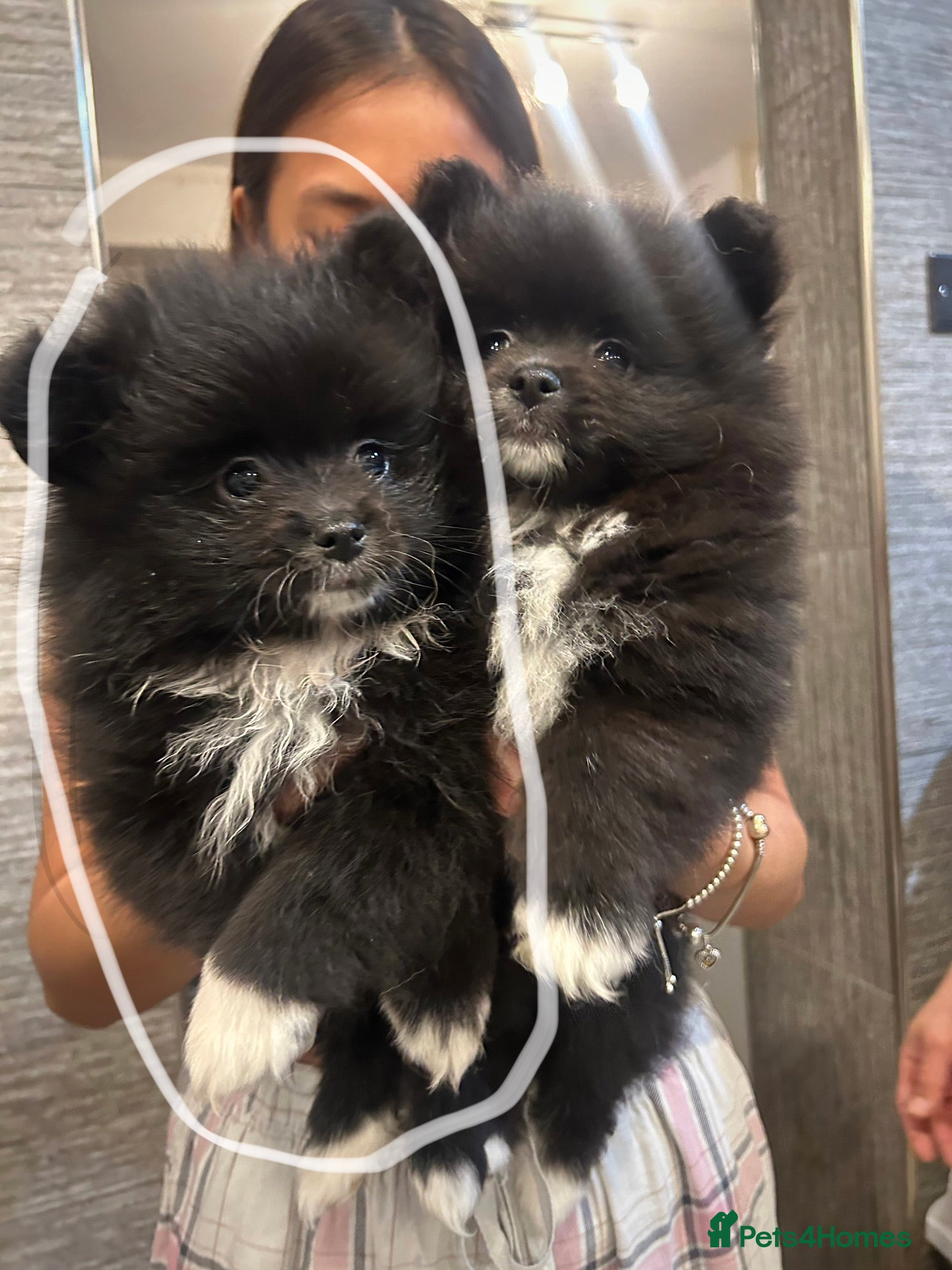 Pomeranian dogs 2 Pomeranian girls ready now  - Advert 2