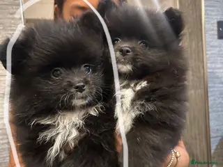 Pomeranian dogs 2 Pomeranian girls ready now - Advert 2