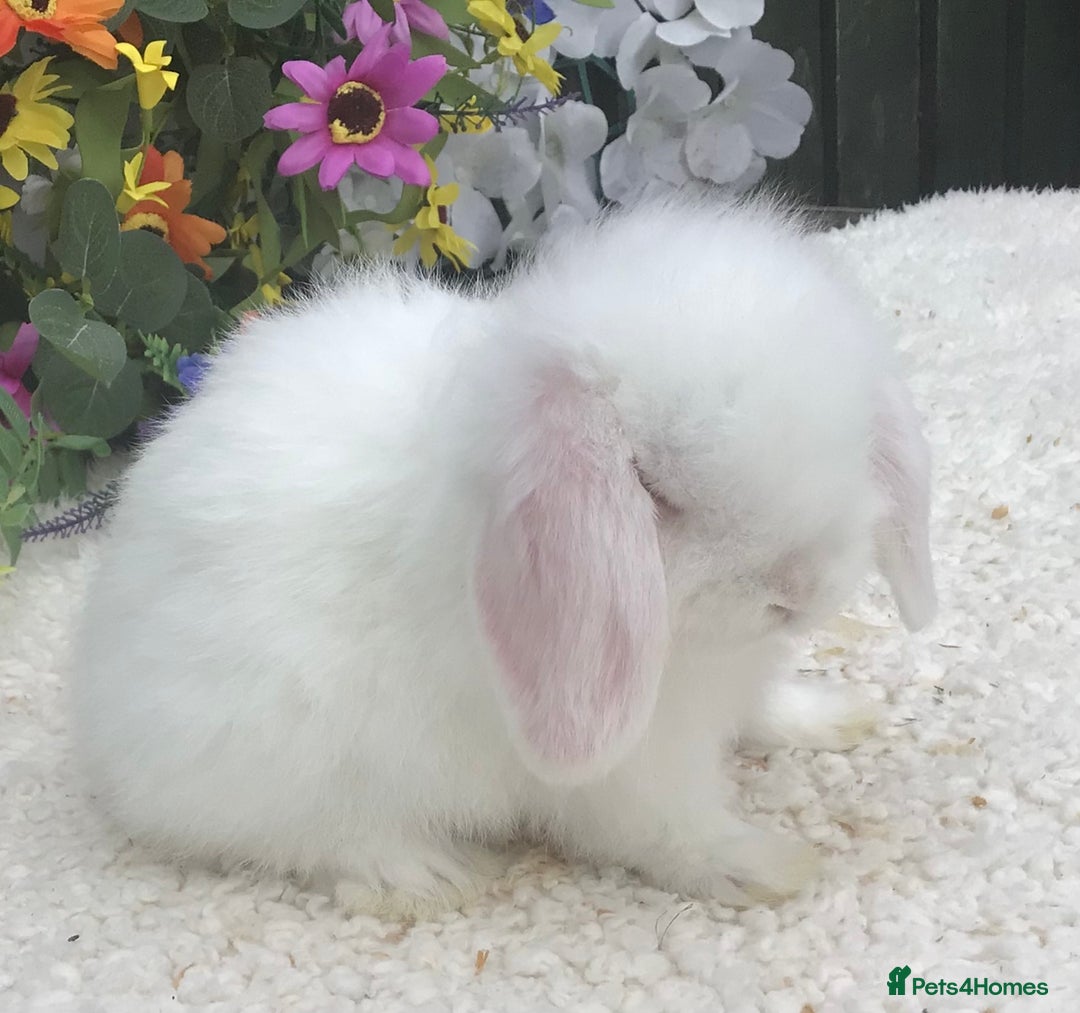 Mini Lop rabbits for sale: Mini lop buck - Image 6