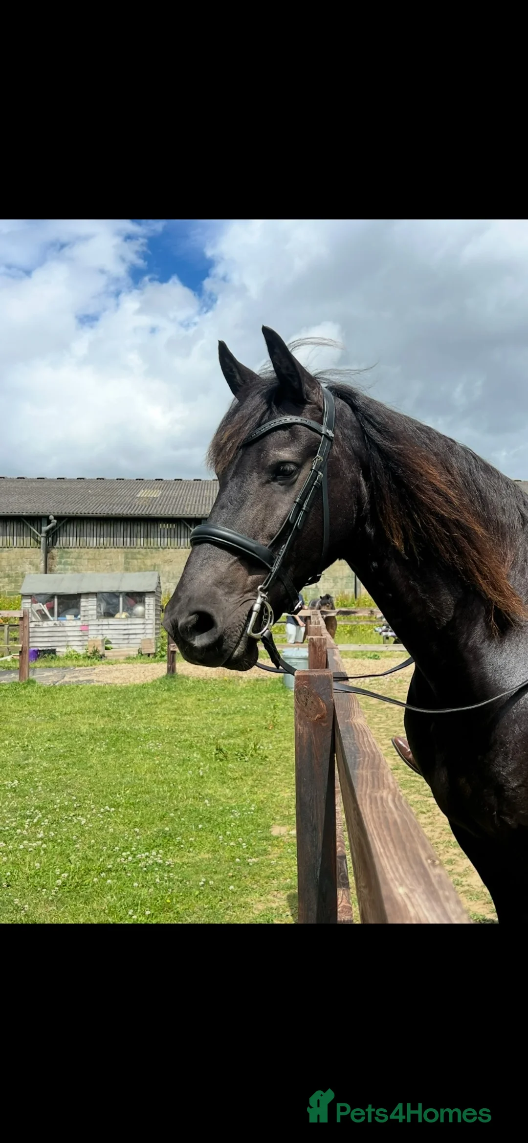 Friesian horses for sale: 15.3 black Friesian gelding, 11 yrs - Advert 1