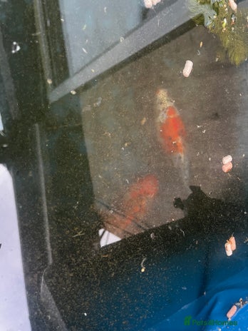 Fancy Goldfish fish - Advert 1