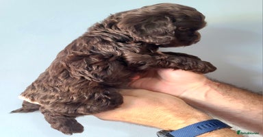 Cockapoo dogs - Advert 16