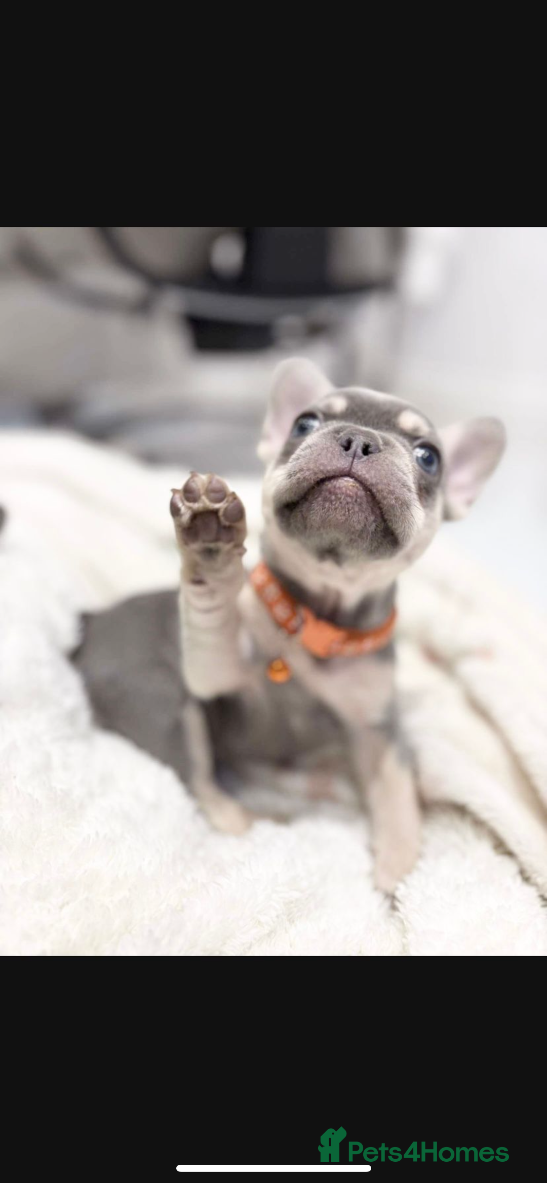 French Bulldog dogs for sale: French bulldog puppies  - Image 22