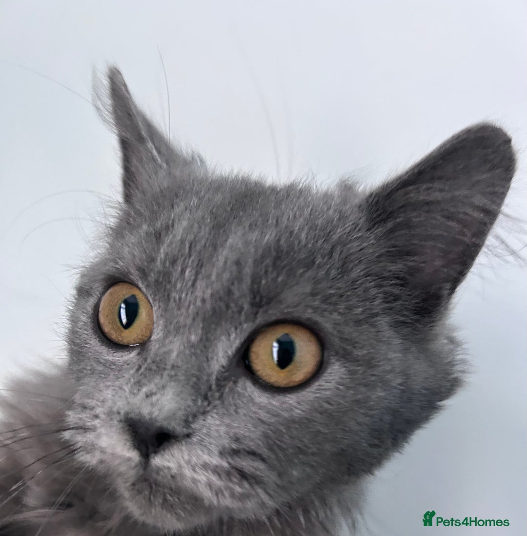 British Longhair cats for sale: Maincoon/British long hair grey male - Image 1