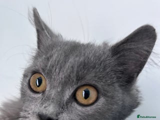 British Longhair cats for sale - Advert 1