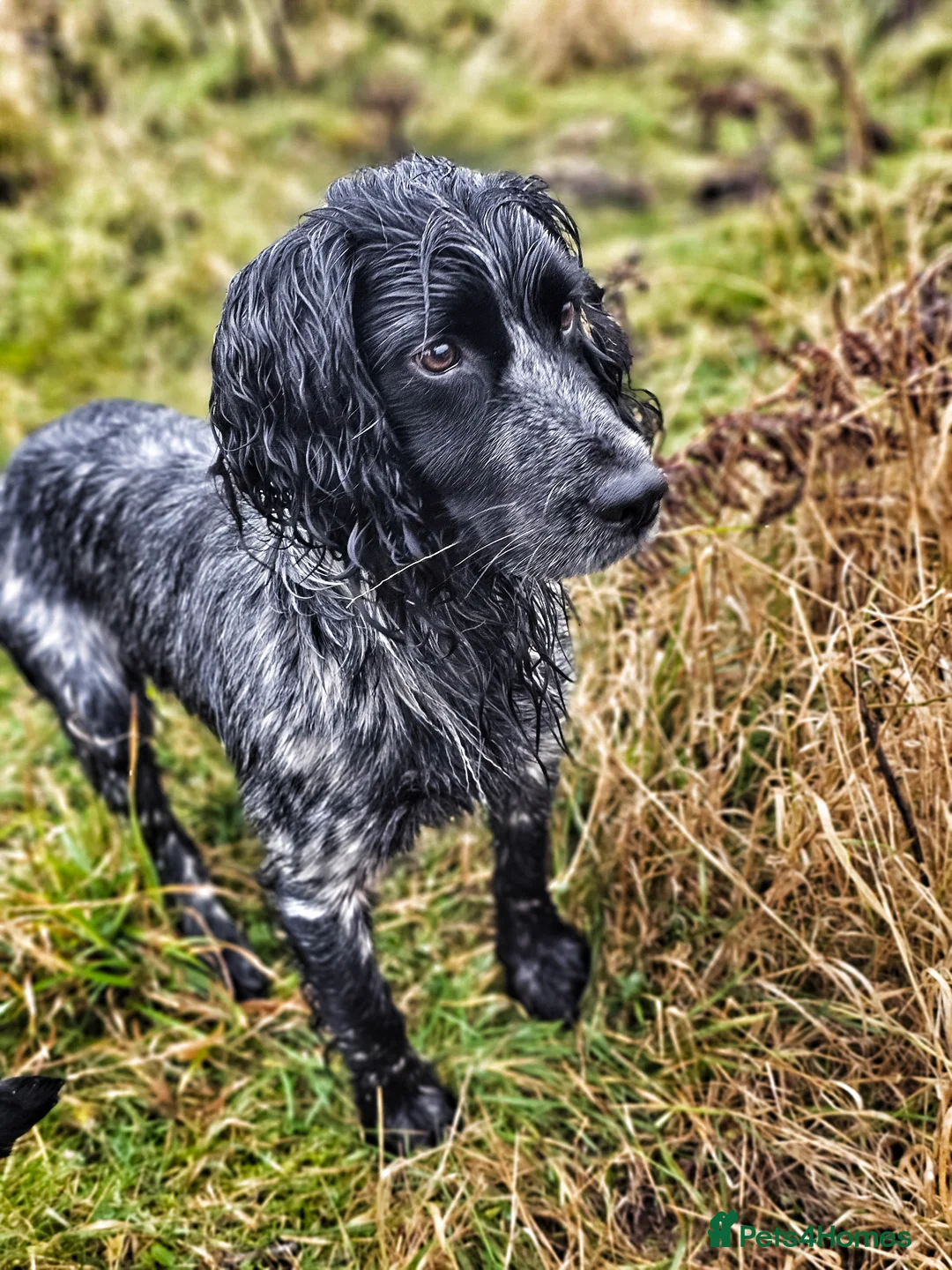 Cocker Spaniel dogs for stud: Blue Roan Cocker Stud  in Alford - Advert 9