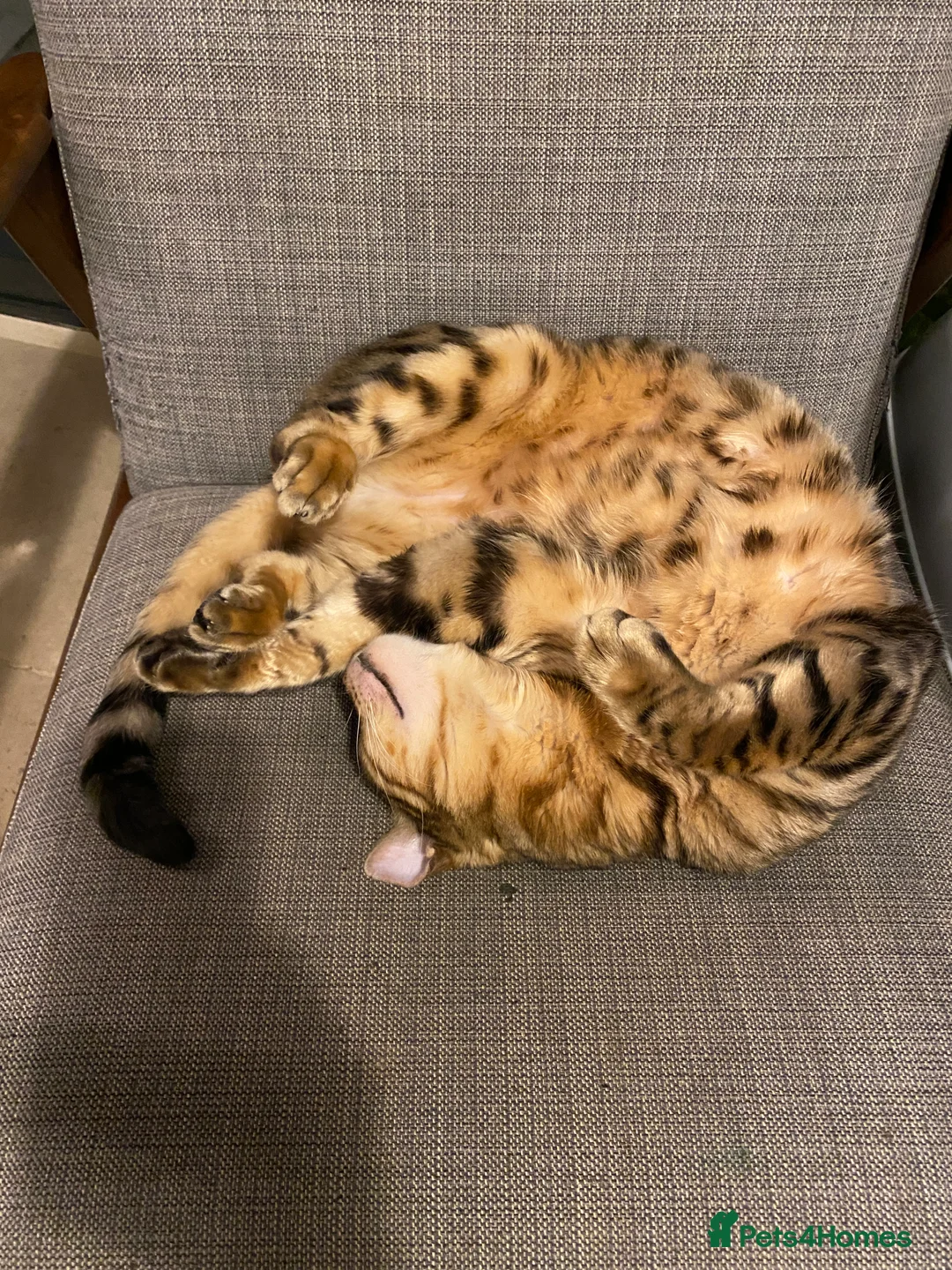 Bengal cats for sale: Gilbert in London - Advert 8