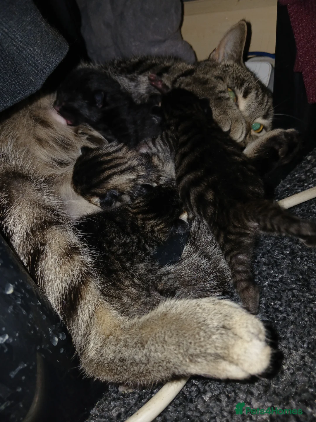 Domestic Shorthair cats for sale: For gorgeous male kittens - Advert 2