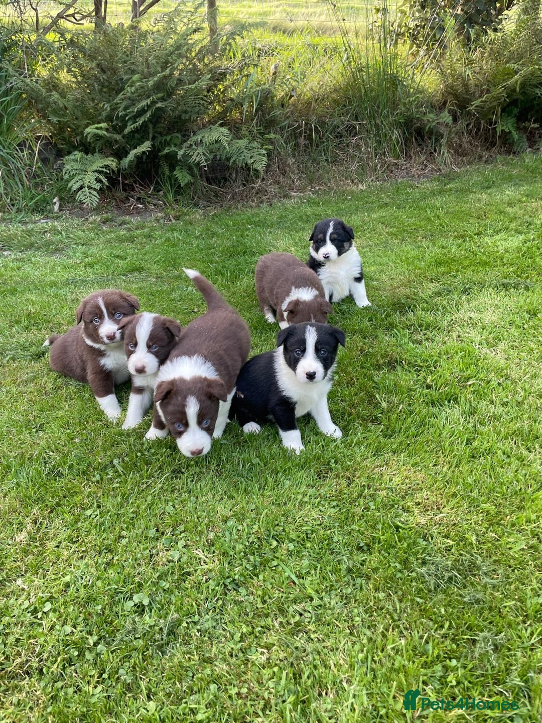 Border Collie dogs for sale: *BORDER COLLIE PUPPIES*⚫️⚪️🟤 - Image 1